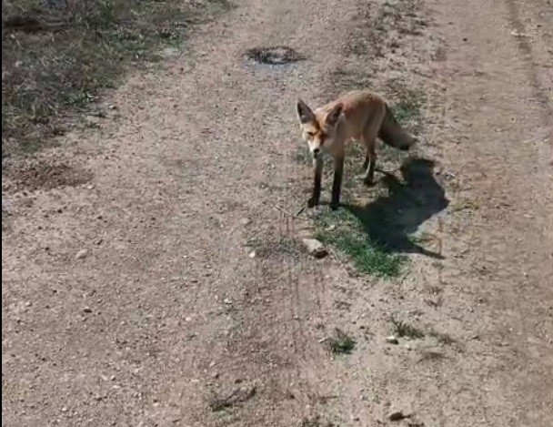 BAYBURTLU VATANDAŞIN ’MAZLUM’ ADINI VERDİĞİ TİLKİ PEŞİNDEN AYRILMIYOR