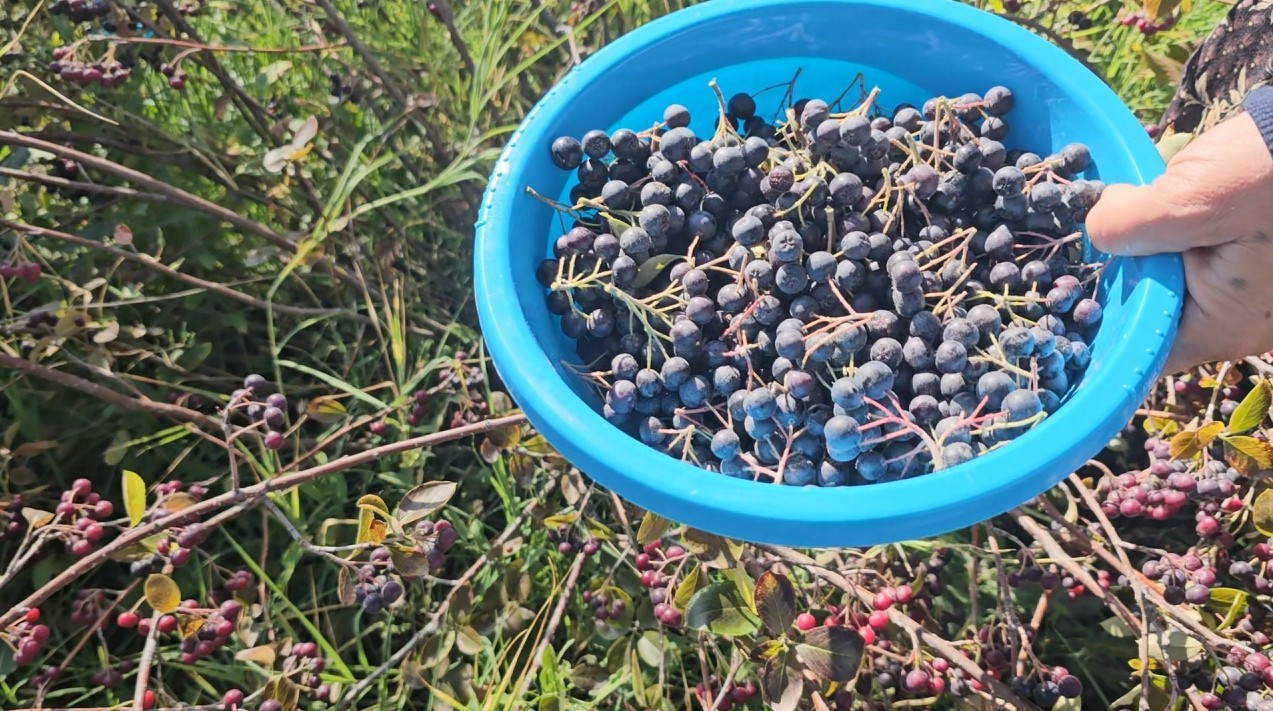 KONYA’DA ARONYALAR TEK TEK TOPLANIYOR