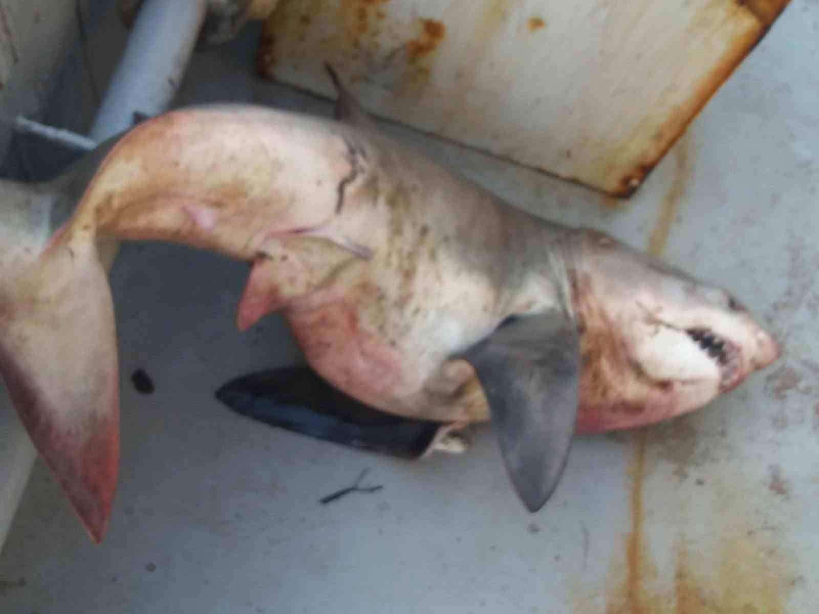 SAROS KÖRFEZİ’NDE BALIKÇILARIN AĞINA 65 KİLOLUK KÖPEK BALIĞI TAKILDI