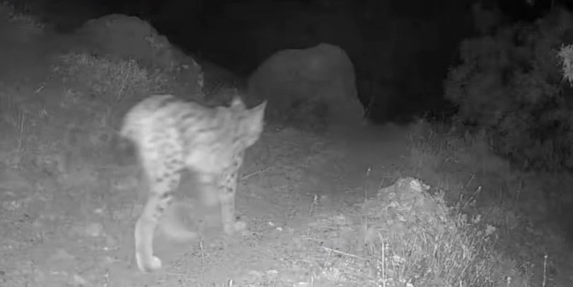 TUNCELİ’NİN DOĞAL YAŞAMI FOTOKAPANLA GÖZLER ÖNÜNE SERİLDİ