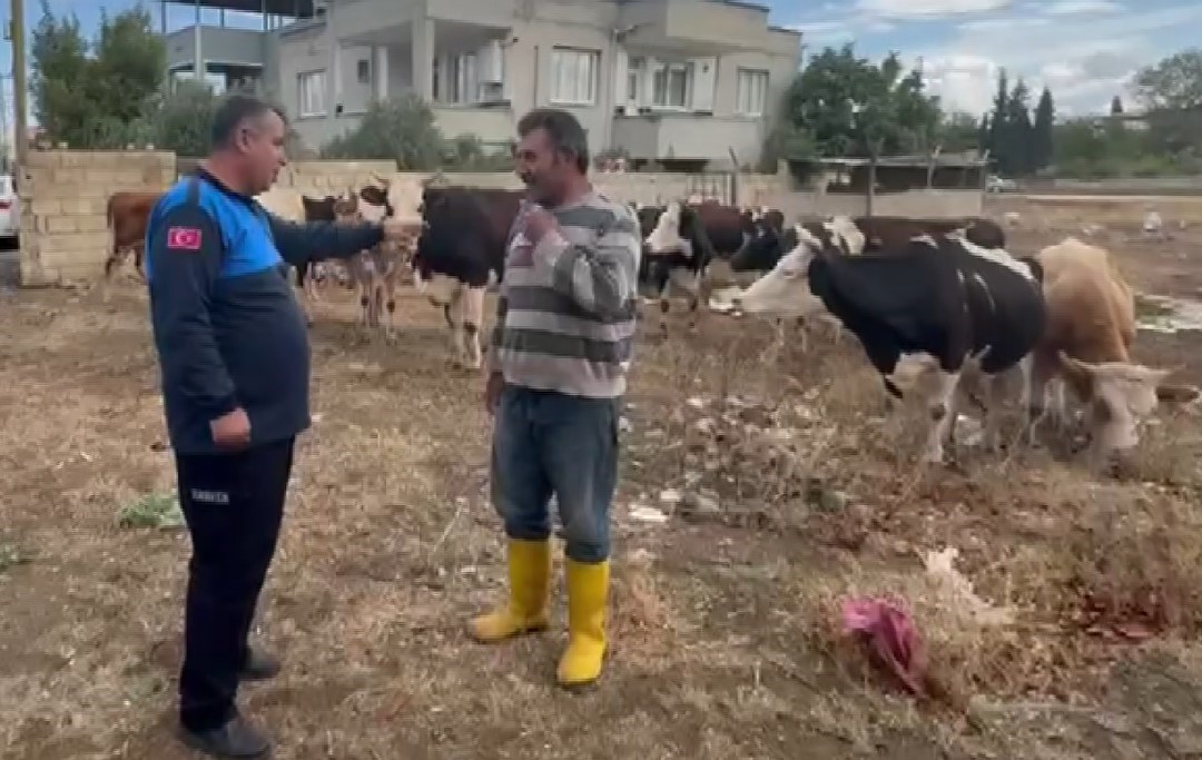 İSLAHİYE’DE KAYBOLAN 17 BÜYÜKBAŞ, KULAK KÜPELERİNDEN SAHİBİ TESPİT EDİLEREK TESLİM EDİLDİ