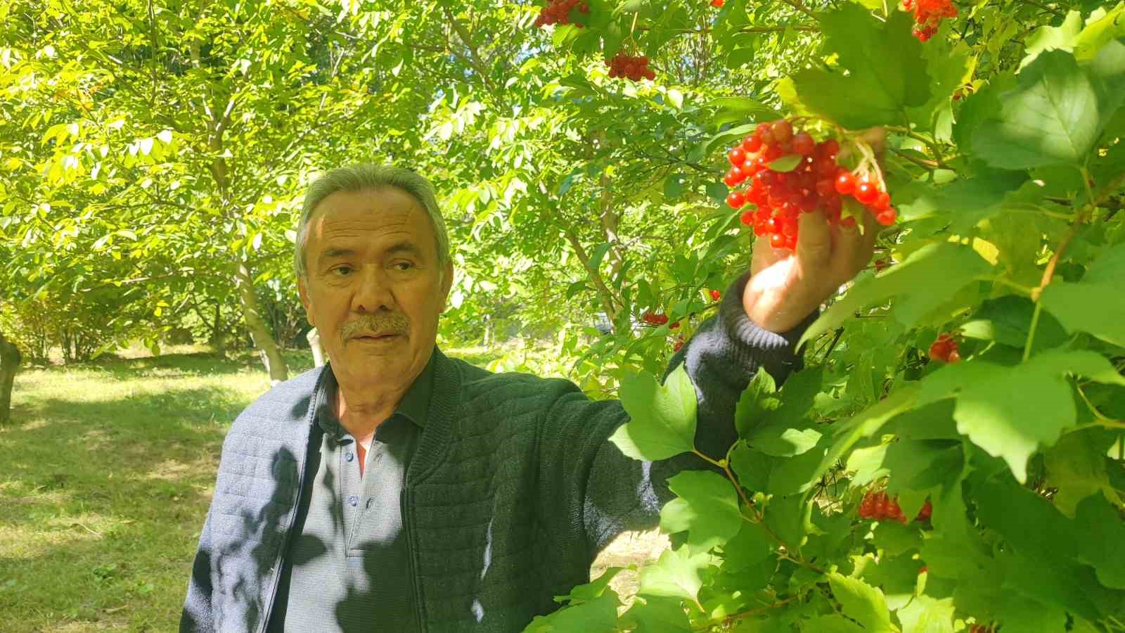 ÇANDIR YÖRESİNDE YETİŞEN GİLABURU MEYVESİNİN HASADINA BAŞLANDI