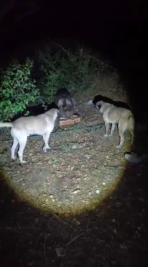 KÖPEKLERİN HAVLAMASINA ALDIRMAYAN AYI, YEMEĞİNİ SAKİNCE YEDİ