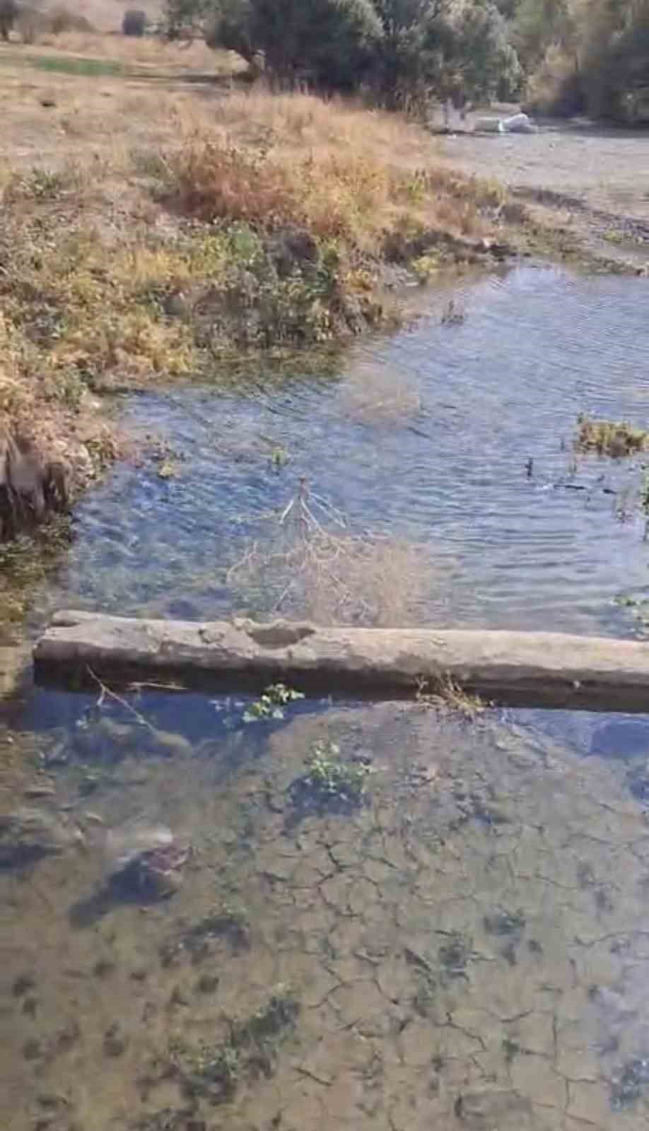 YÜKSEKOVA’DA SU SEVİYESİ DÜŞEN ALANDA BALIK KURTARMA SEFERBERLİĞİ