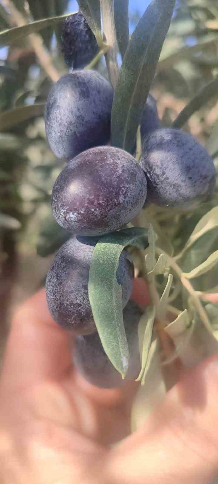 DİDİM’DE ZEYTİN ÜRETİCİLERİNE ZEYTİN SİNEĞİ UYARISI