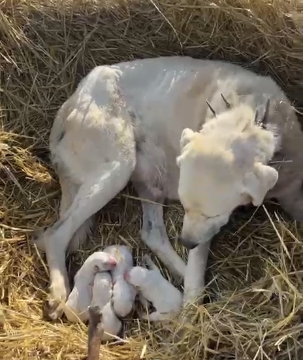 ÇOBAN KÖPEĞİ SÜRÜNÜN BAŞINDA DOĞUM YAPTI