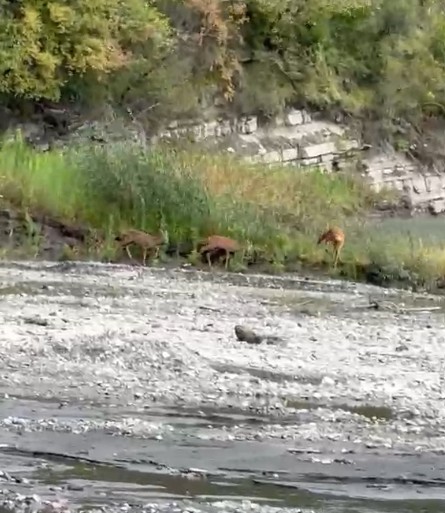 KASTAMONU’DA DEREDEN SU İÇEN KARACALAR KAMERAYA YANSIDI