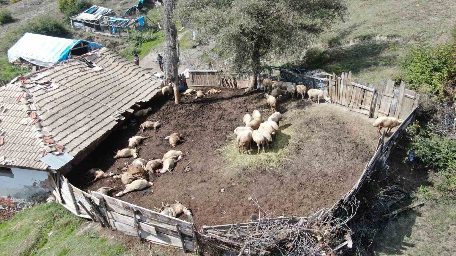AĞILA GİREN KURTLAR 18 KOYUNU TELEF ETTİ, 11 KOYUNU YARALADI