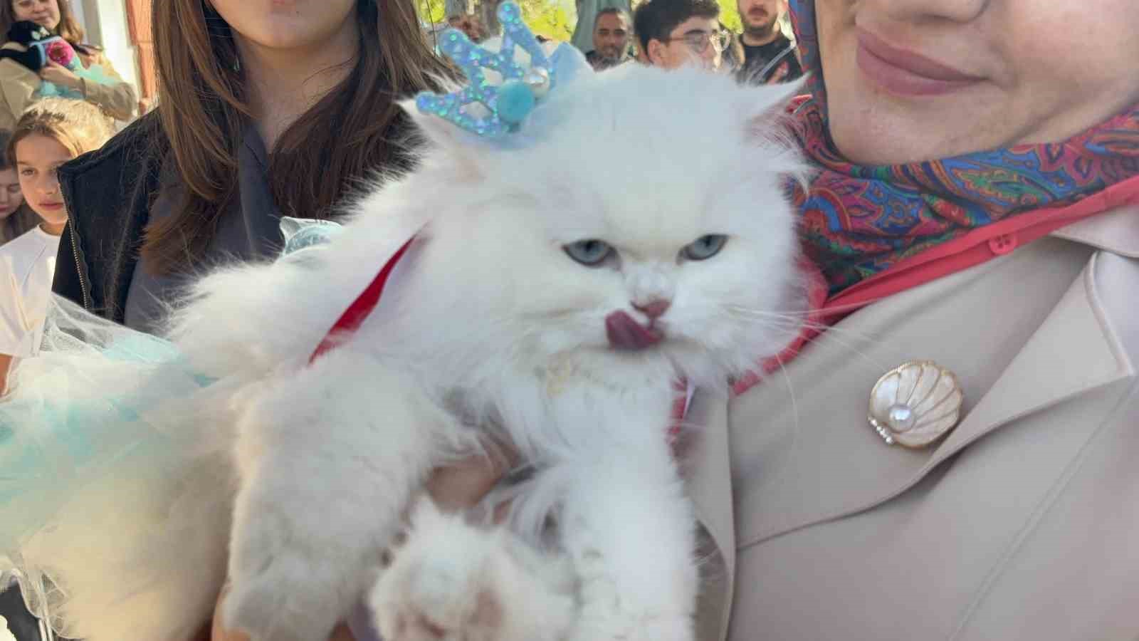 KEDİLER PODYUMA ÇIKTI