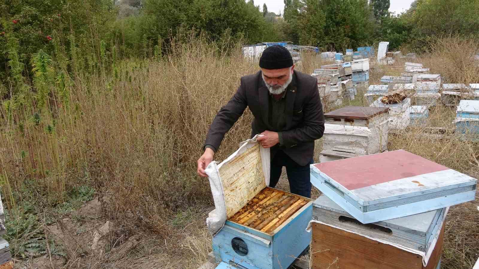 YOZGAT’TA EZBER BOZAN HASAT: İLAÇSIZ ARICILIĞIN ŞİFRESİ KENEVİRDE BULUNDU