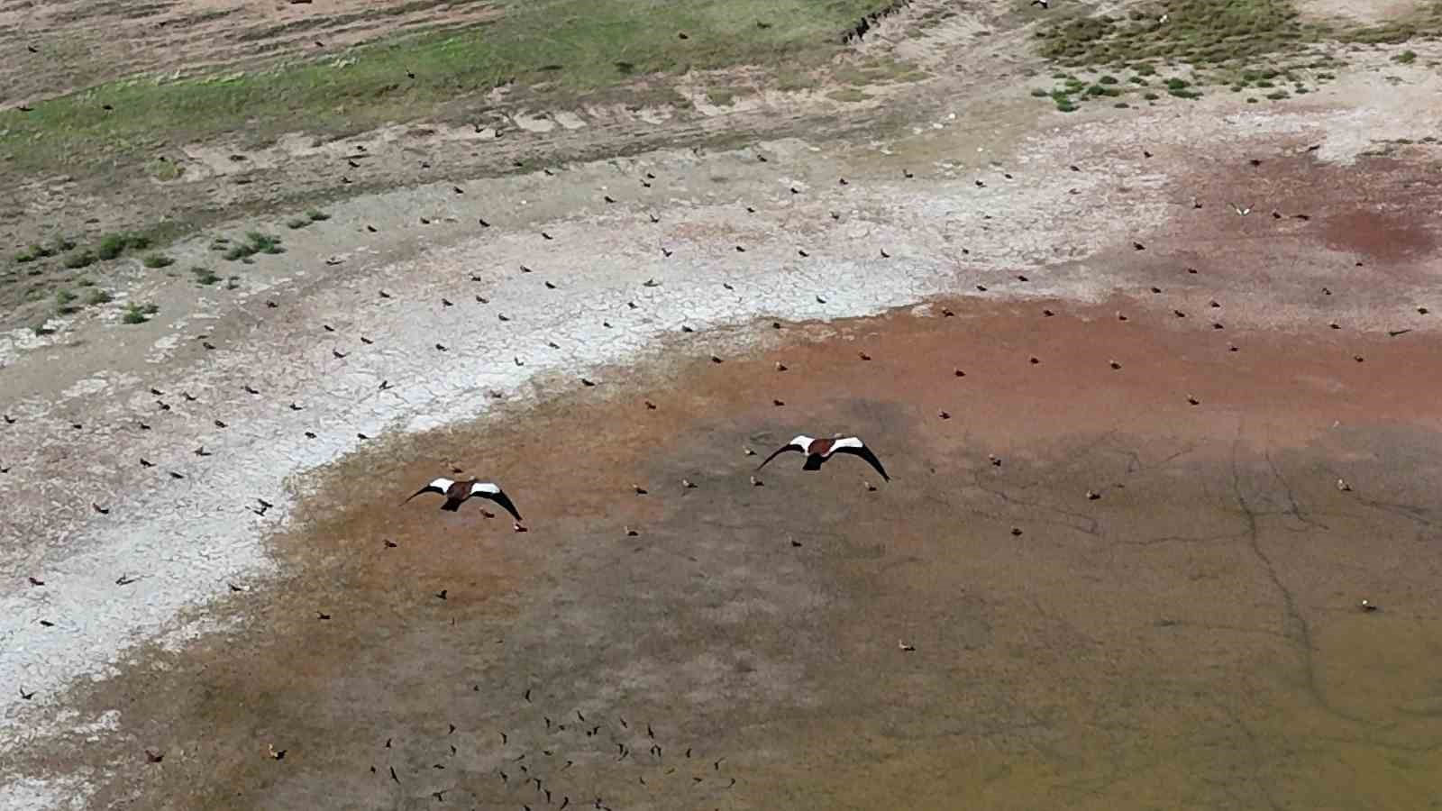 YOZGAT’TA YÜZLERCE ANGUT KUŞUNUN GÖLET ÜZERİNDEKİ UÇUŞU DRONLA GÖRÜNTÜLENDİ