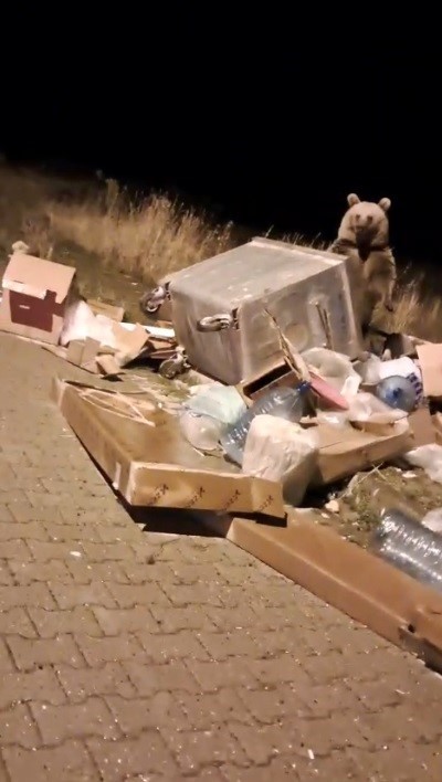 SARIKAMIŞ’TA ÇÖP KONTEYNERLERİNİN ARKASINDAN AYI ÇIKIYOR