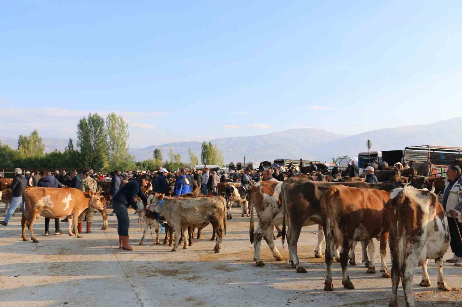 ERZİNCAN’DA HAYVAN YETİŞTİRİCİLERİNE ŞAP HASTALIĞINA KARŞI AŞILAMA UYARISI