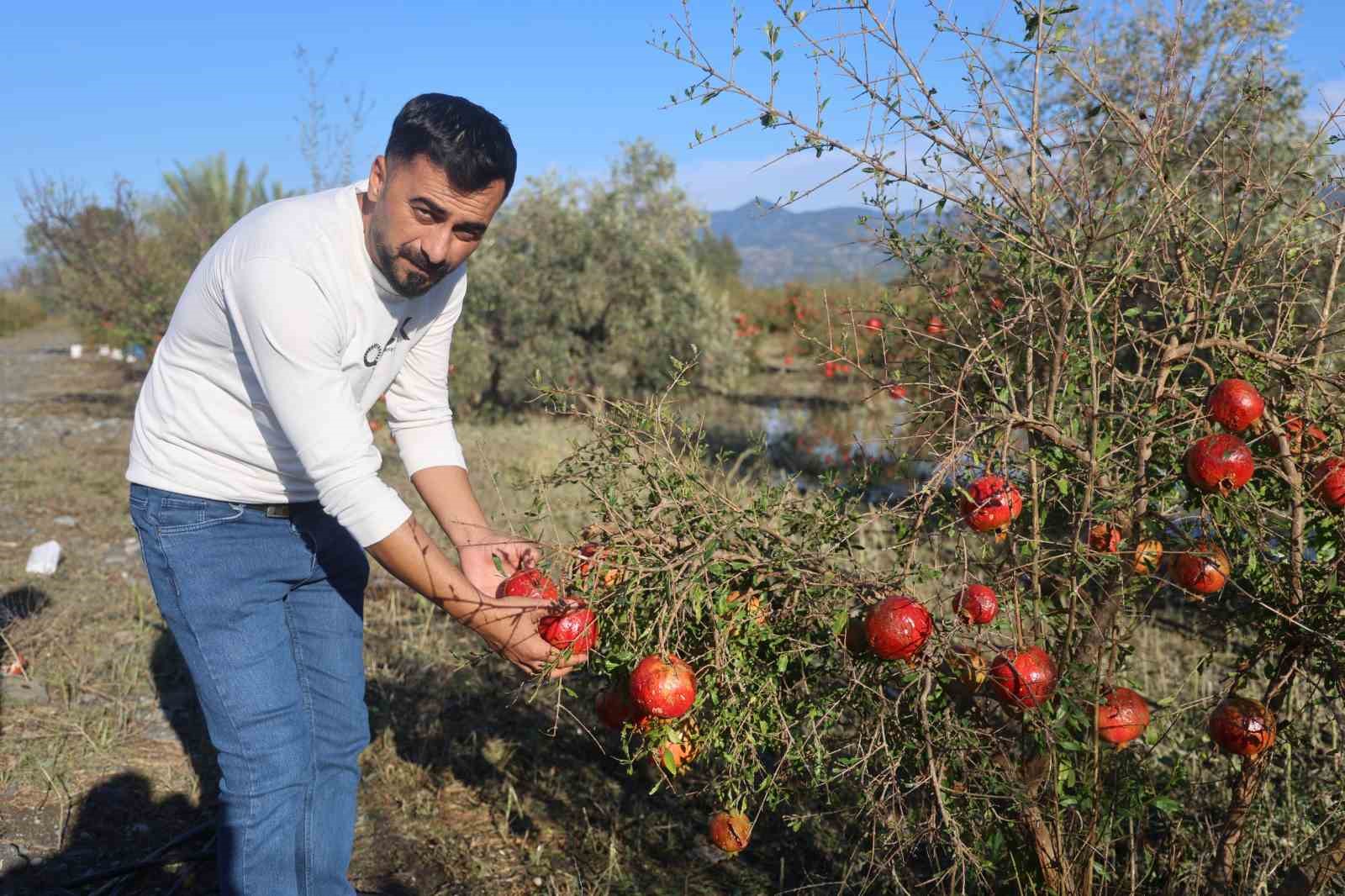 CEVİZ BÜYÜKLÜĞÜNDEKİ DOLU, İHRACATA HAZIRLANAN 100 DÖNÜMLÜK ARAZİDEKİ TONLARCA NARI VURDU