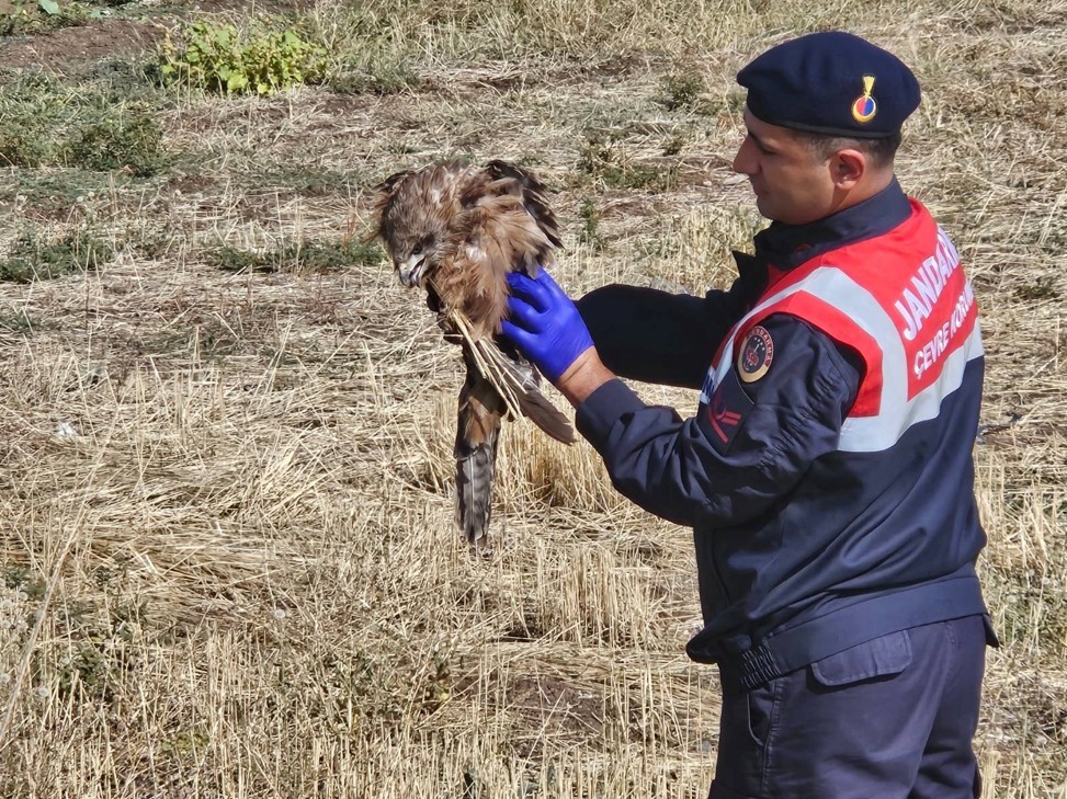 MUŞ’TA YARALI KIZIL ŞAHİNE JANDARMA ELİ