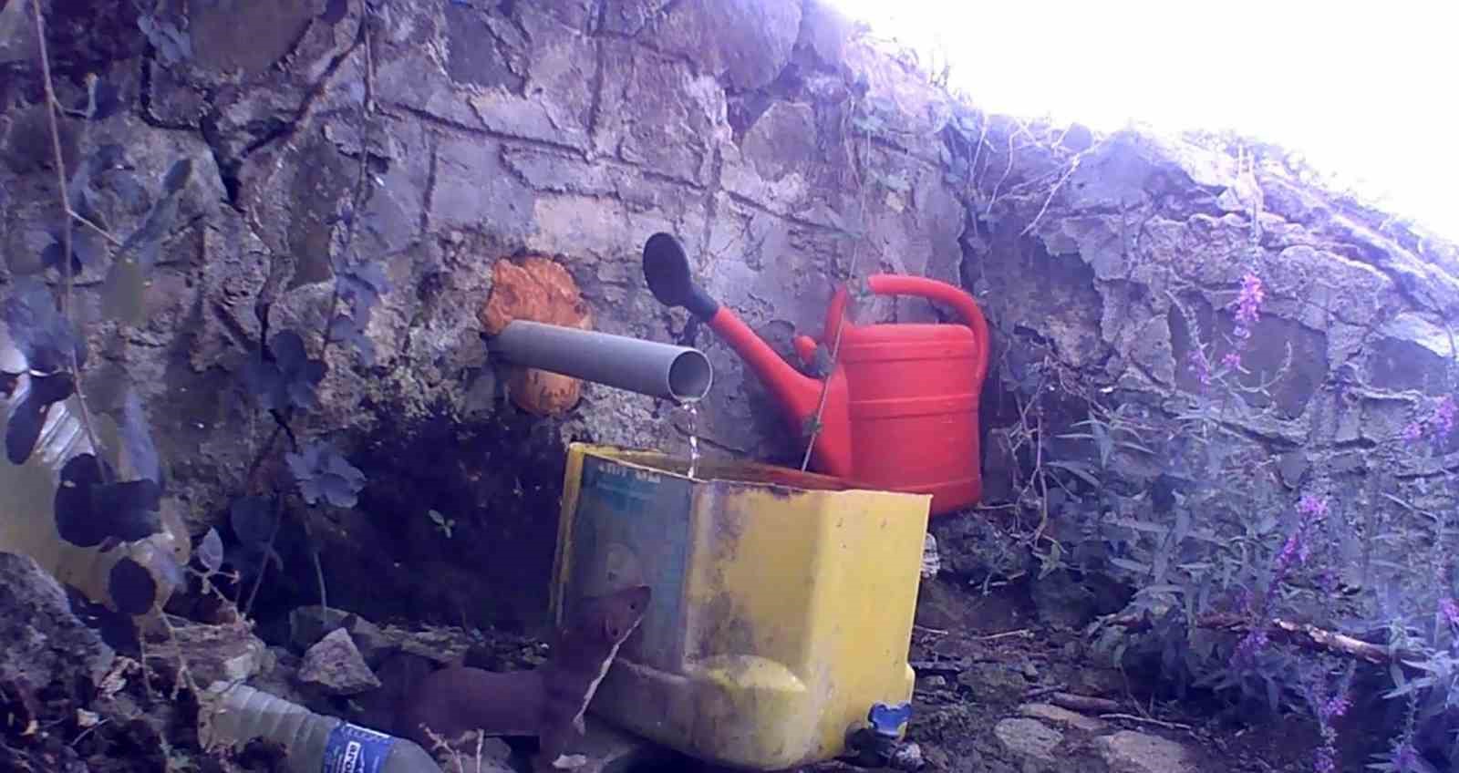 MURATLI’DA FOTOKAPAN YABAN HAYATINI KAYDETTİ: GELİNCİK, ÇAKAL VE DOMUZ SÜRÜSÜ GÖRÜNTÜLENDİ