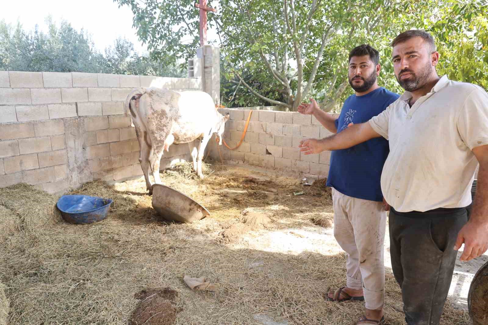 KIRIKHAN ÖZKIZILKAYA’DA AĞIZDAN KÖPÜK GELMESİYLE BAŞLAYAN ŞAP HASTALIĞINDA HAYVANLAR TELEF OLDU