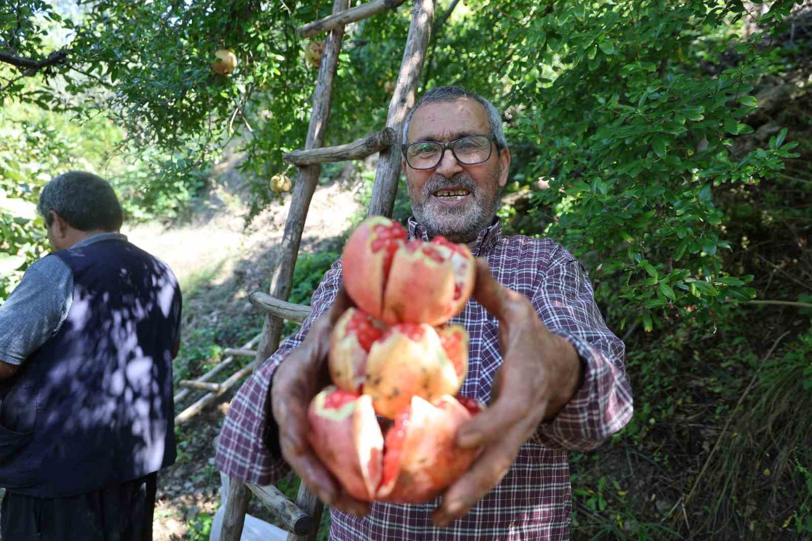 COĞRAFİ İŞARETLİ KUYTUCAK NARINDA HASAT BAŞLADI