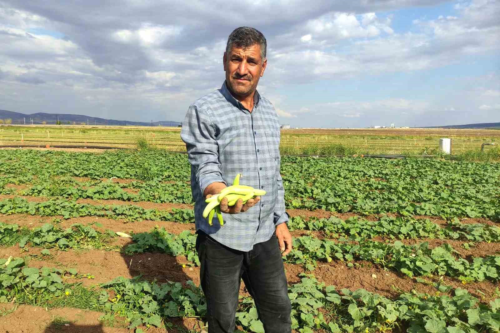 ARABAN OVASI’NDA TURŞULUK ACURA YOĞUN TALEP