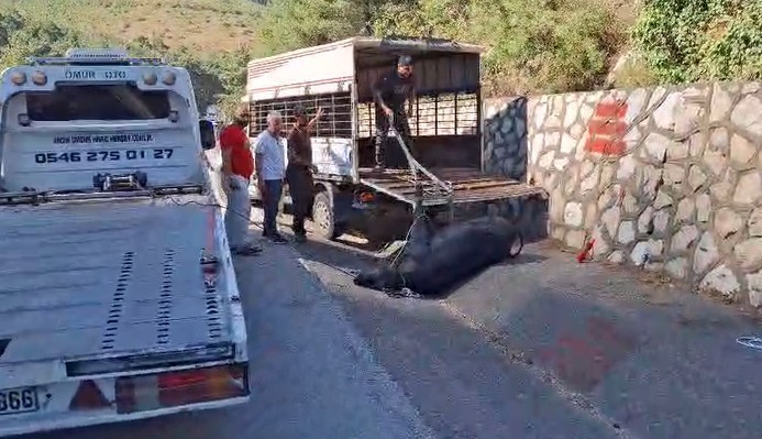 MERSİN’DE KAMYONETTEN DÜŞEN BÜYÜKBAŞ HAYVAN BAYILTILARAK GÖTÜRÜLDÜ