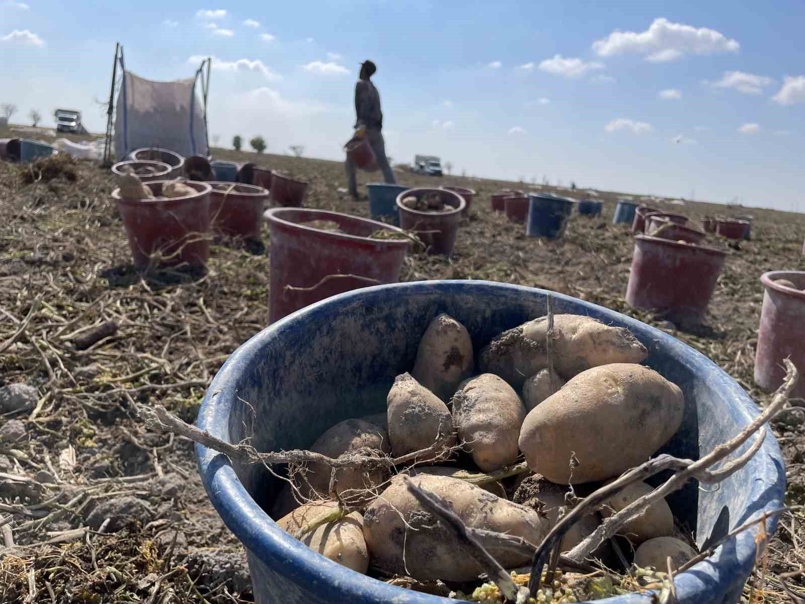 KONYA, PATATES ÜRETİMİNDE TÜRKİYE ÜRETİMİNİN YÜZDE 10,9’UNU KARŞILIYOR