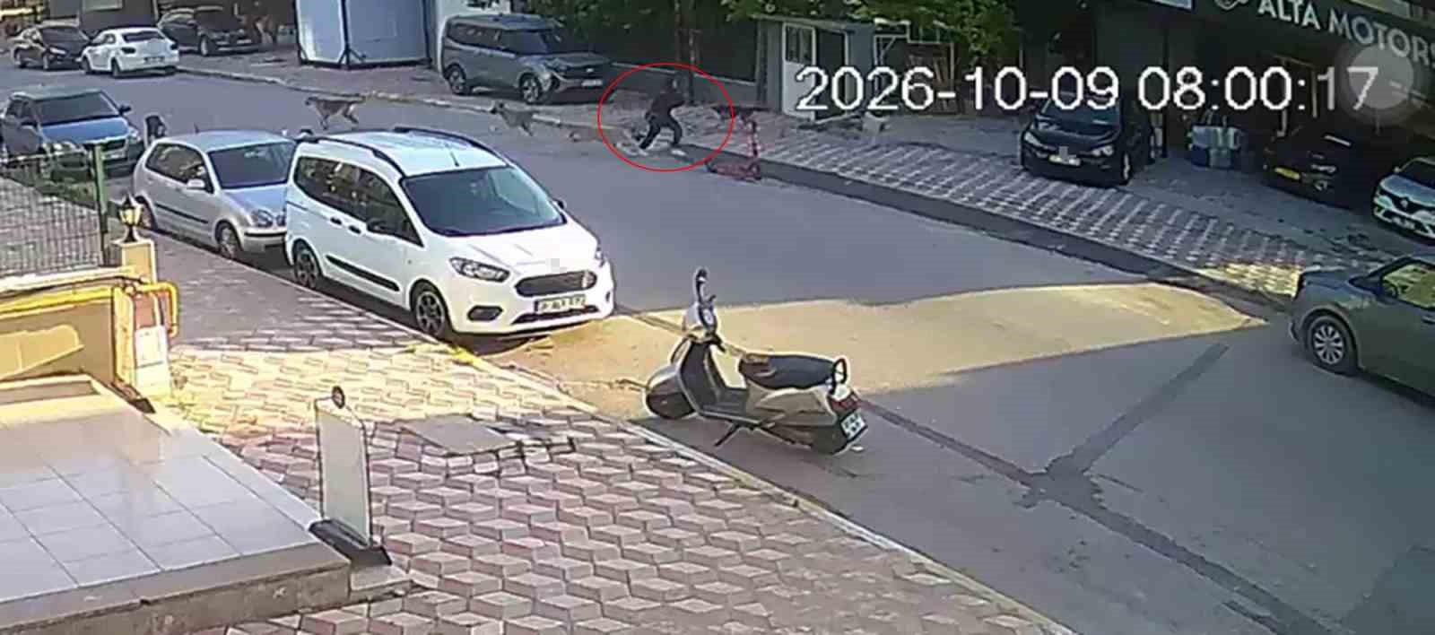 OKUL YOLUNDA SOKAK KÖPEKLERİNİN SALDIRISINA UĞRAYAN KIZ ÇOCUĞU YARALANDI