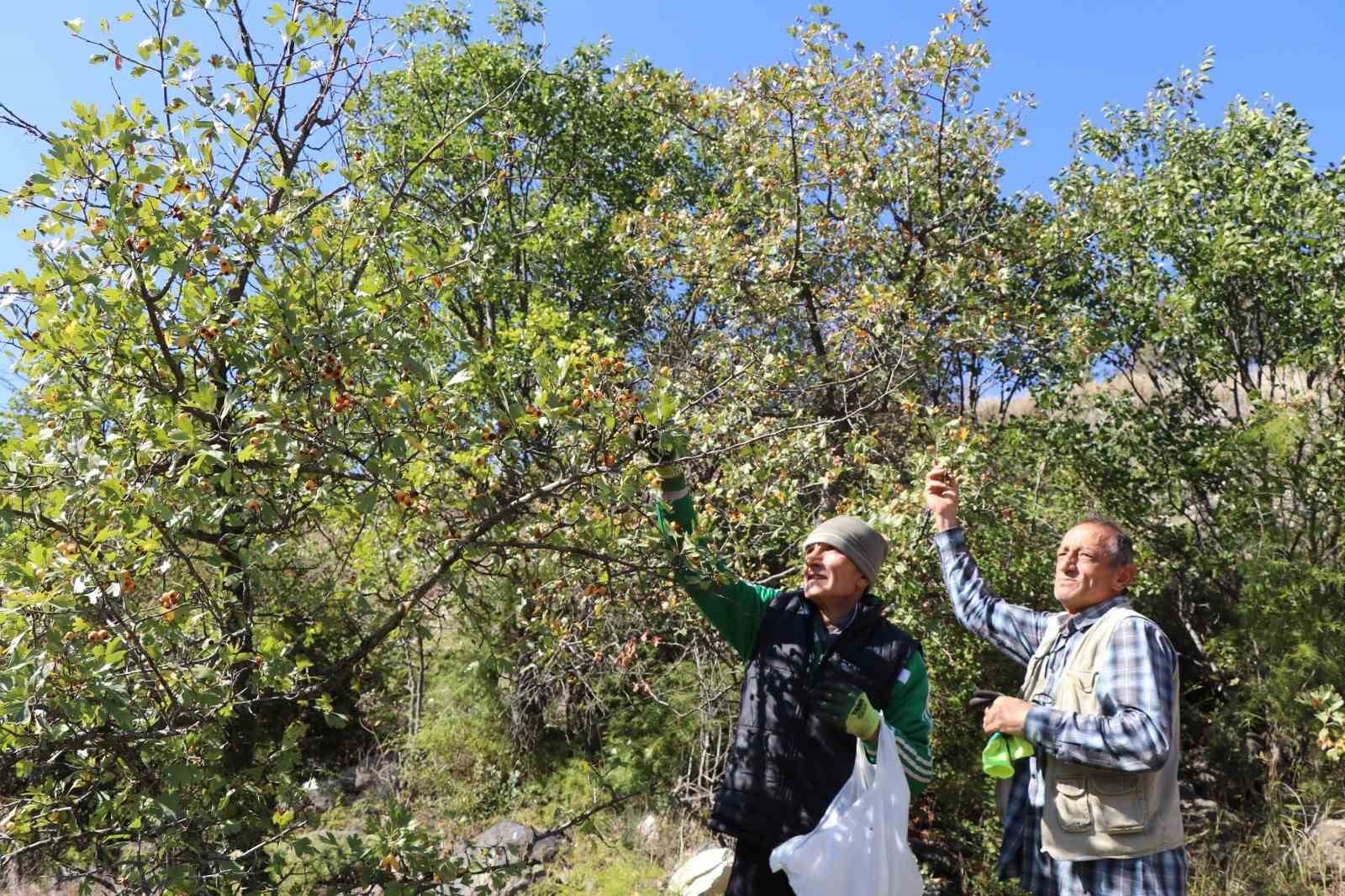 ERZURUM’DA ’KALP DOSTU’ ALIÇ HASADI BAŞLADI: VATANDAŞLAR DAĞLARA AKIN ETTİ