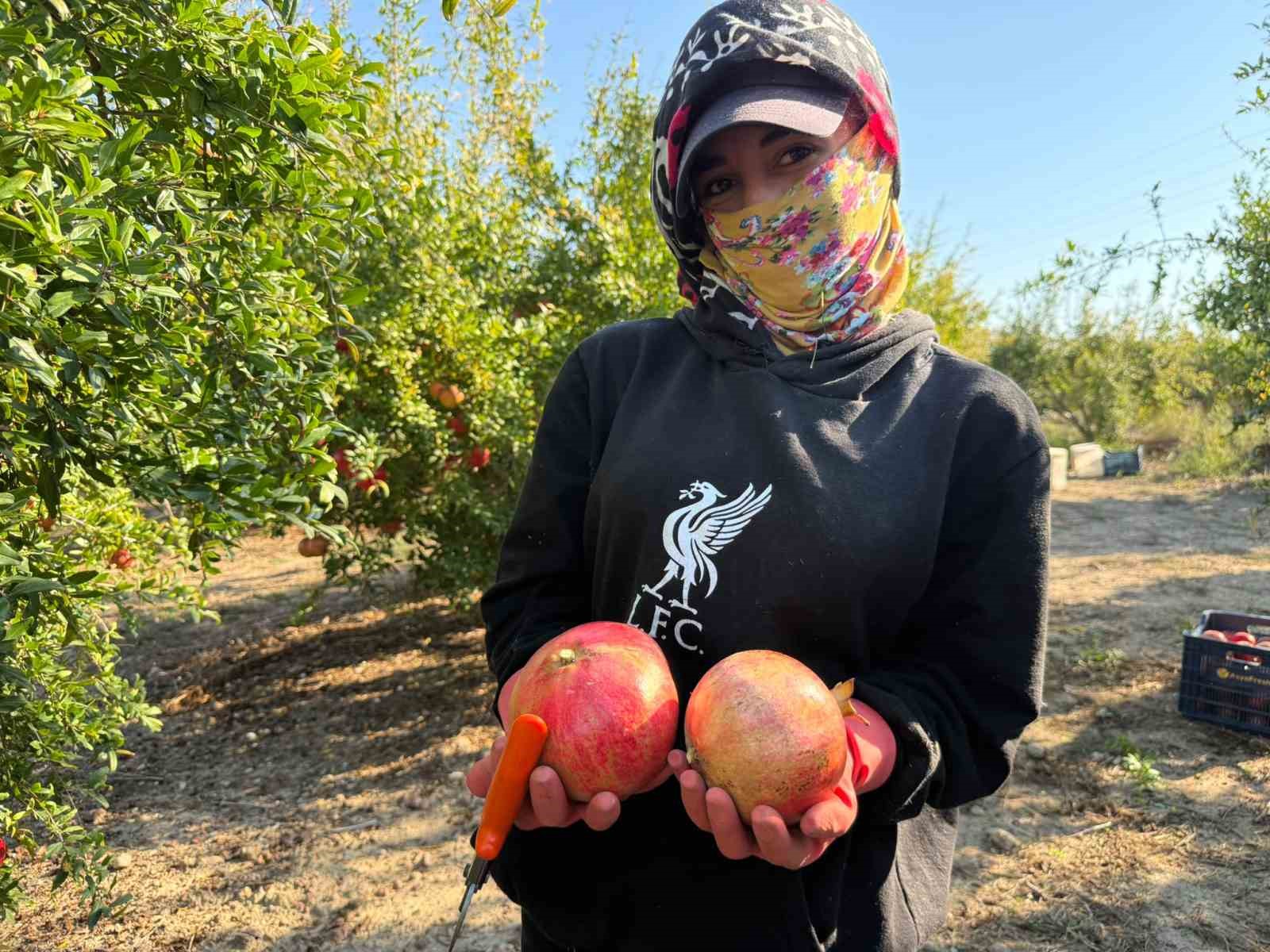 ANTALYA’DA YAĞMUR UYARILARI NAR HASADINI ÖNE ÇEKTİ: TARLADA KİLOSU 15-30 LİRA ARASINDA