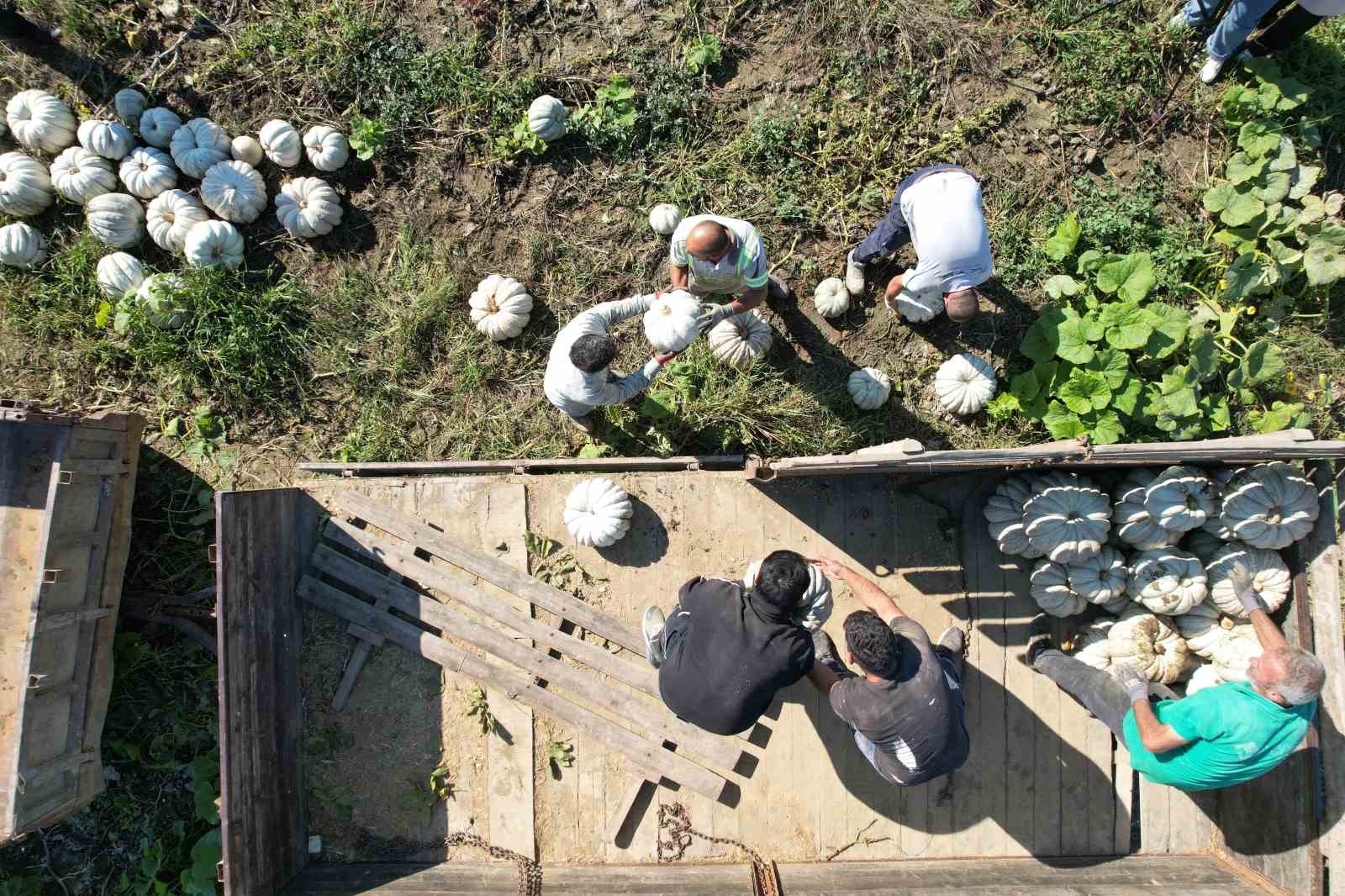 SAKARYA’NIN COĞRAFİ TESCİLLİ BEYAZ ELMAS’ININ TARLADAN SOFRAYA YOLCULUĞU
