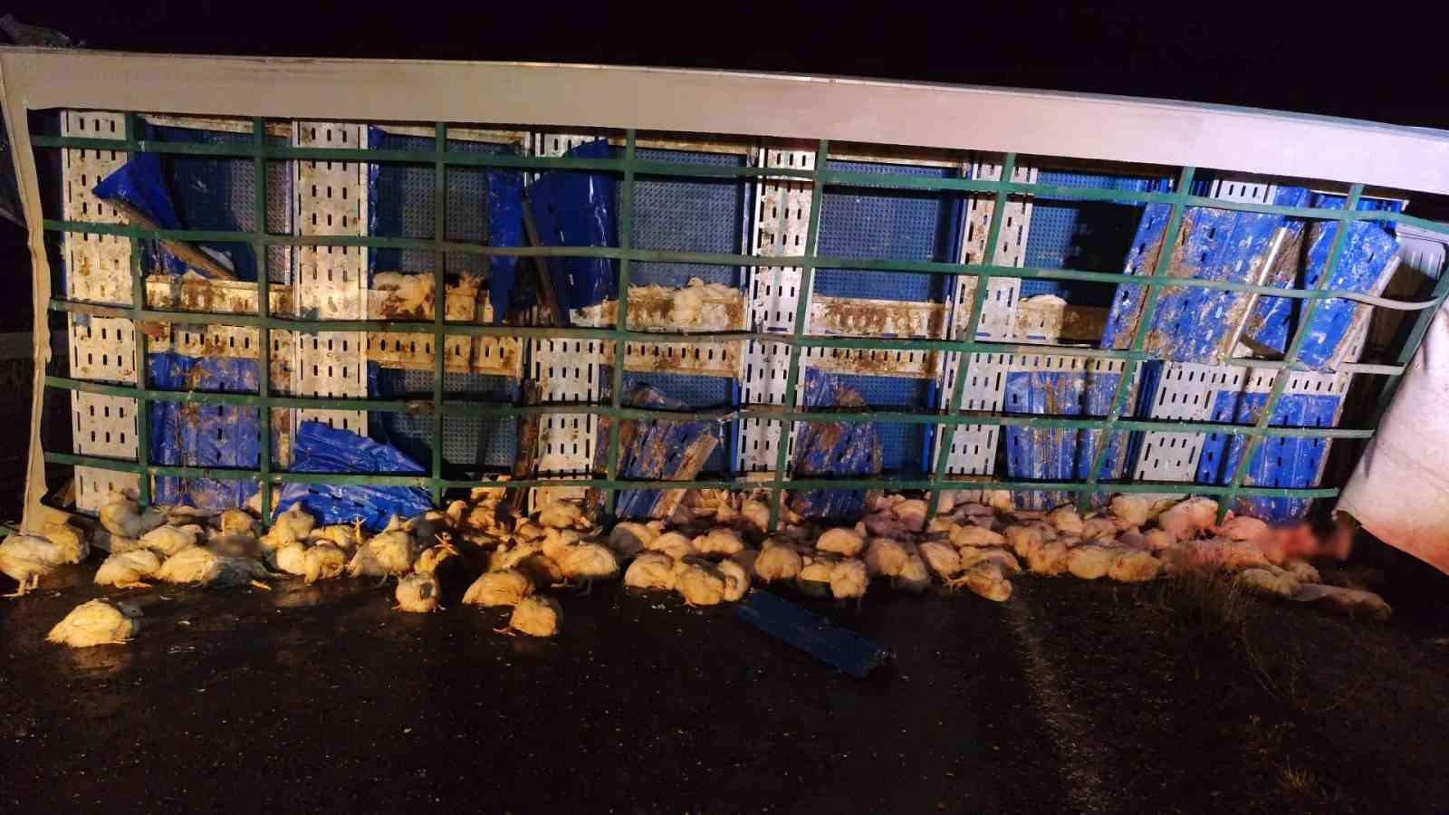 TAVUK YÜKLÜ TIR DEVRİLDİ, ÇOK SAYIDA TAVUK TELEF OLDU