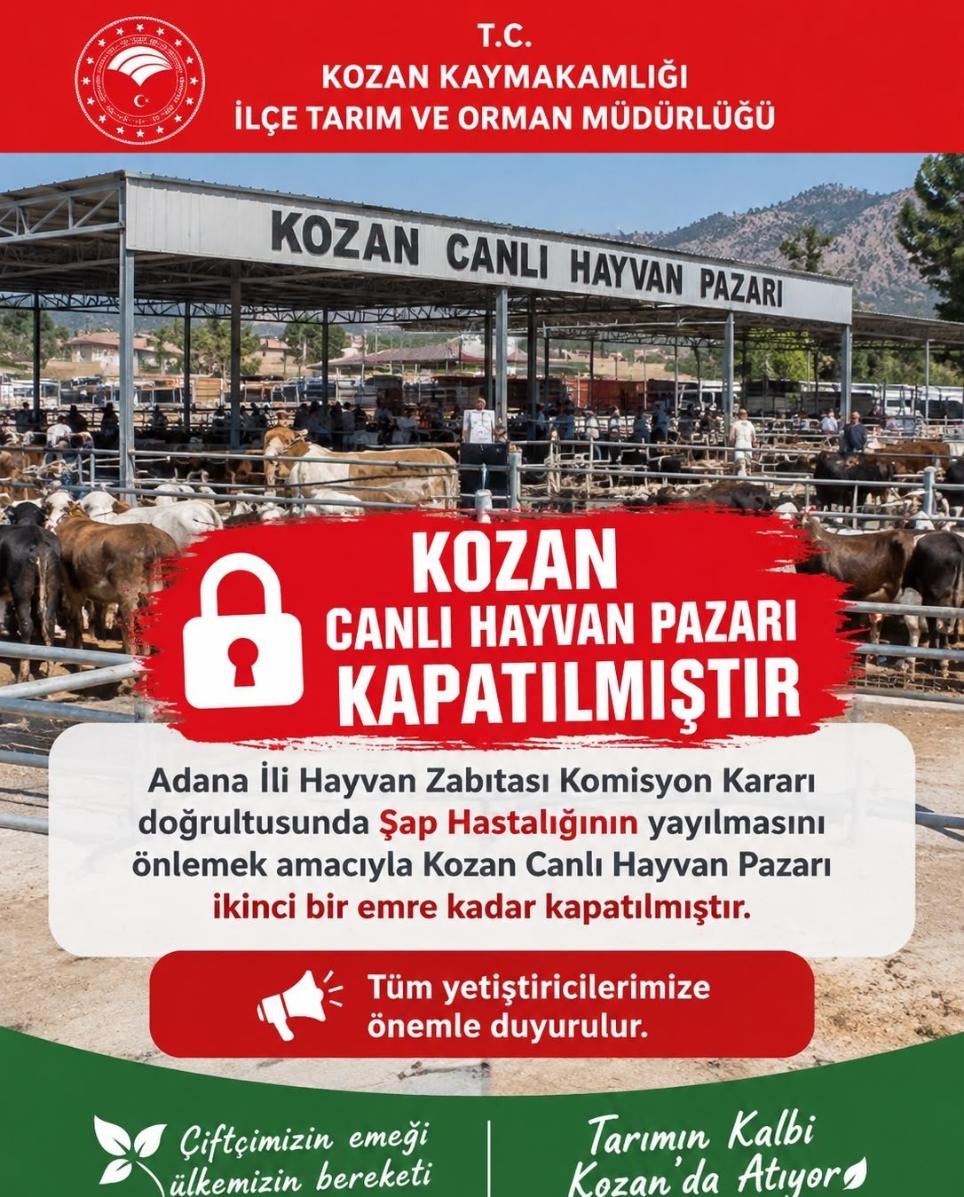 KOZAN CANLI HAYVAN PAZARI ŞAP HASTALIĞI NEDENİYLE KAPATILDI