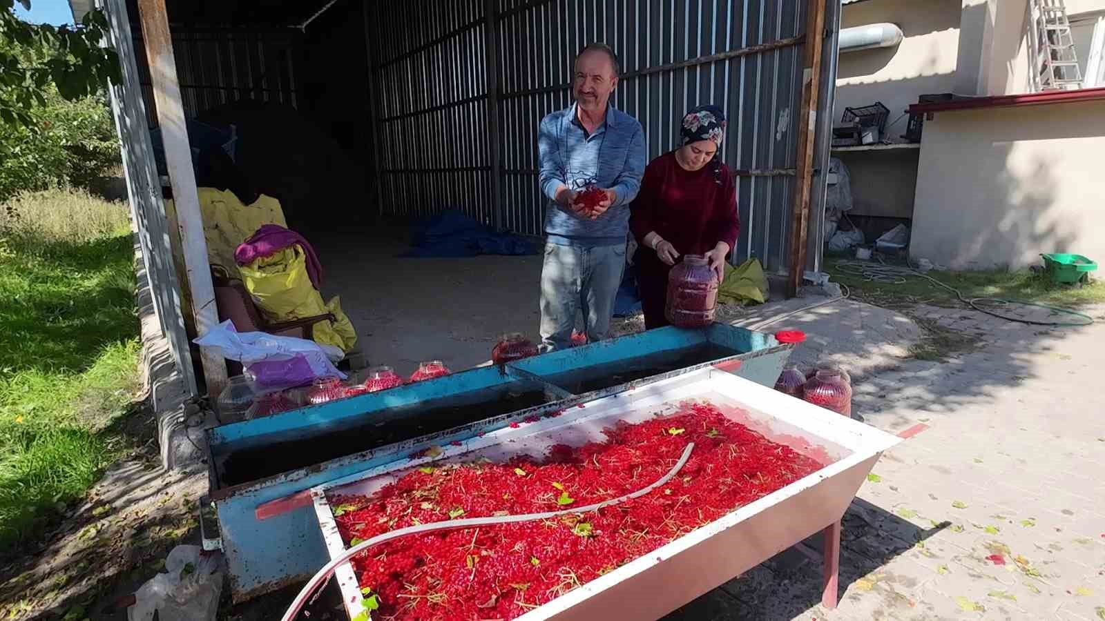 YOZGAT’TA GİLABURU MEYVESİNİN HASADI BAŞLADI