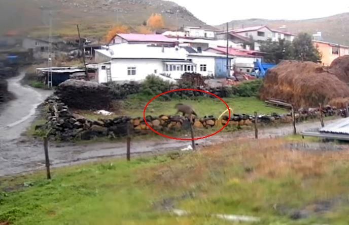 GÜNDÜZ VAKTİ KÖYE İNEN AYI KORKUTTU