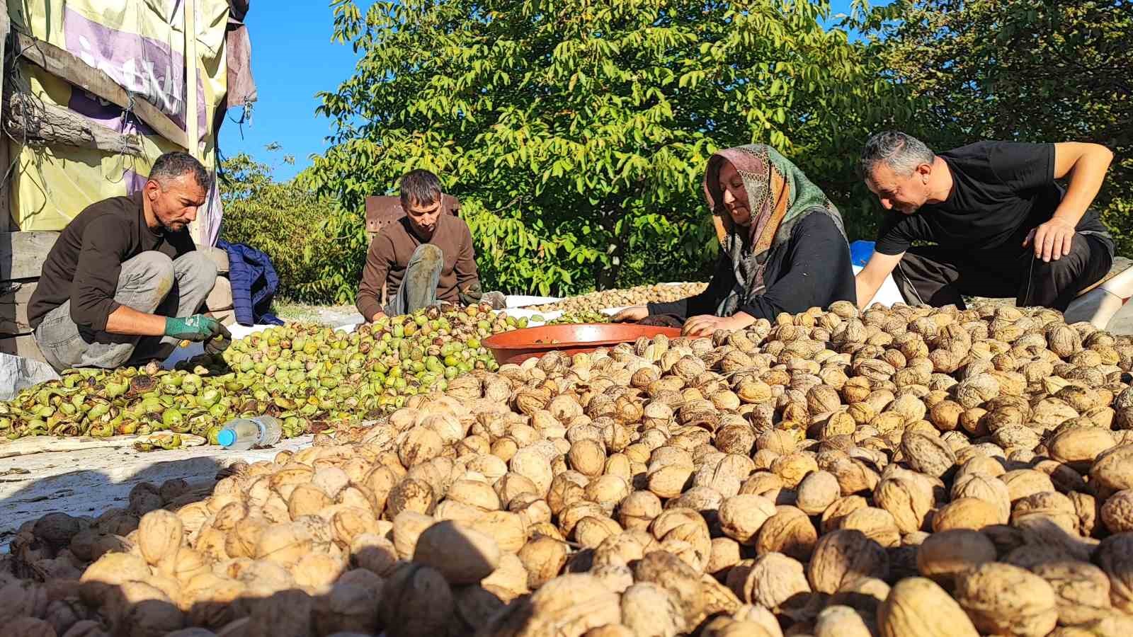 YOZGAT’TA CEVİZ HASADI BAŞLADI: ÜRETİCİ VERİMDEN MEMNUN