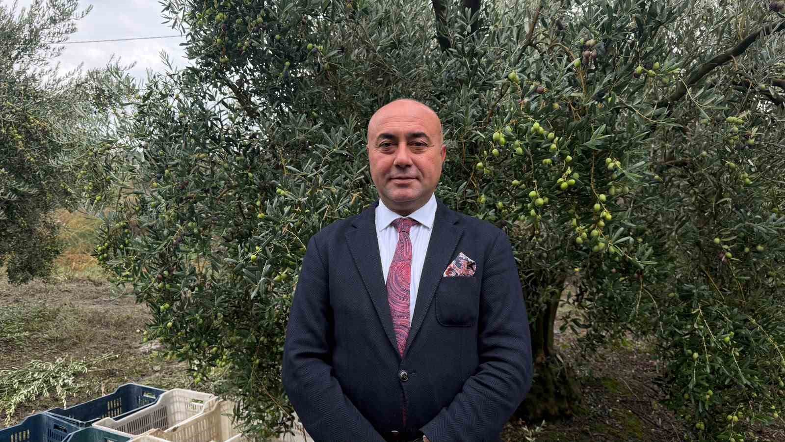 MARMARABİRLİK’TEN 60 BİN TONLUK ALIM PLANI...TÜRKİYE’DE ZEYTİNDE REKOR REKOLTE BEKLENTİSİ
