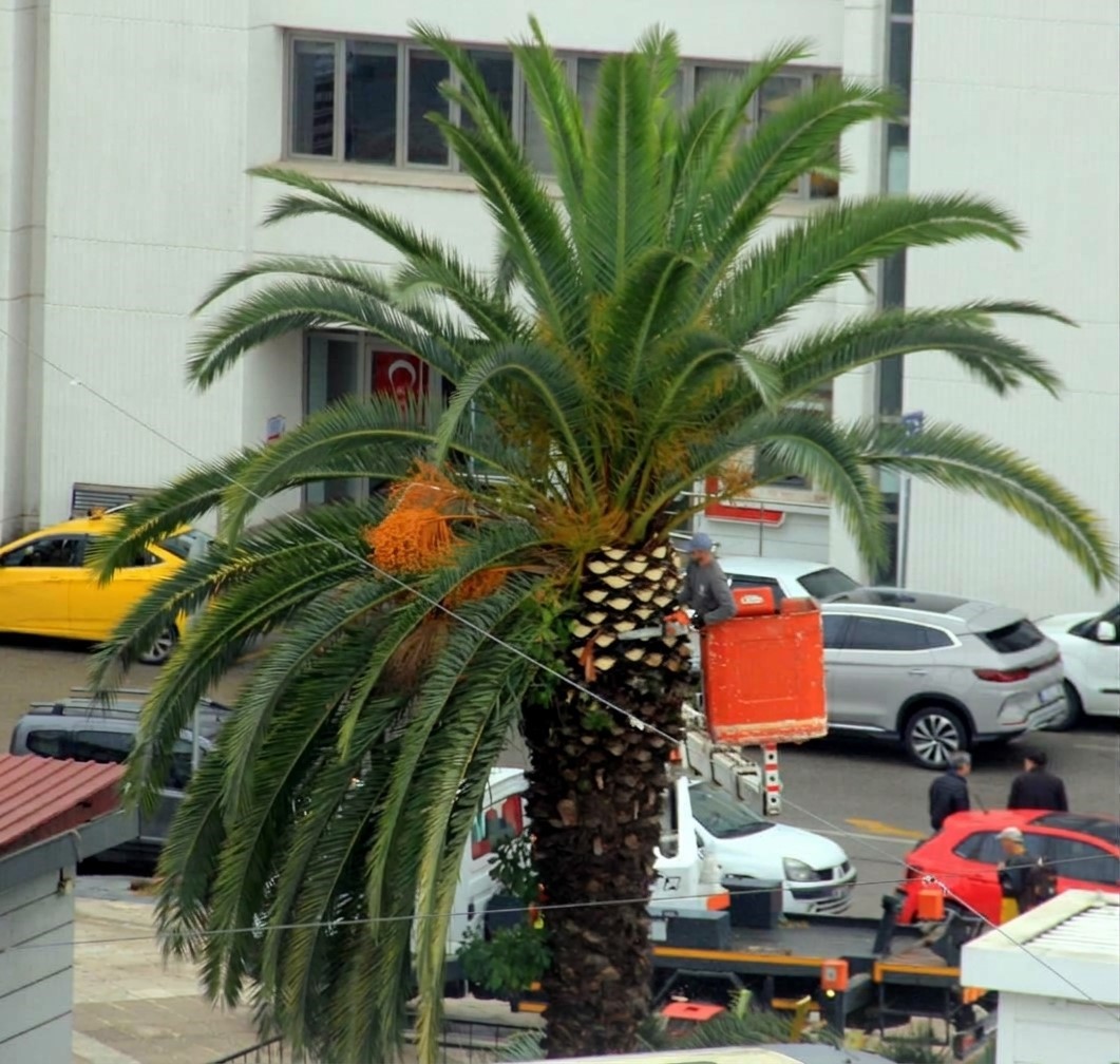 MEYDAN ÇEVRESİNDEKİ PALMİYE AĞAÇLARINA SONBAHAR-KIŞ BAKIMI