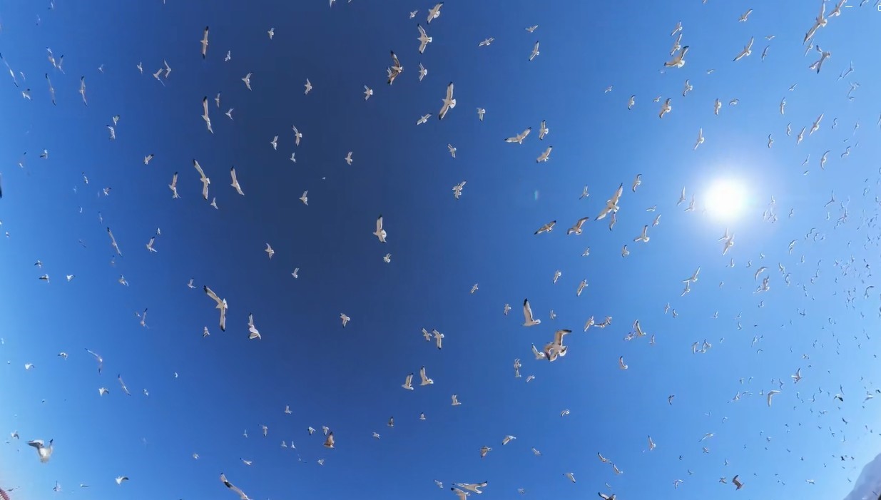 ERZURUM’DA BİNLERCE MARTI DRON KAMERASINA YANSIDI