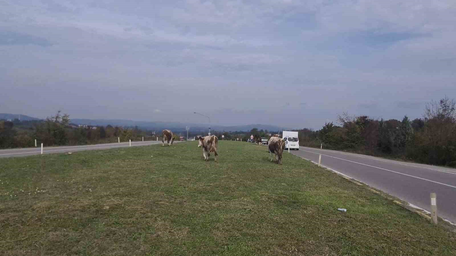 KARAYOLUNDA BAŞIBOŞ GEZEN HAYVANLAR TEHLİKE SAÇIYOR
