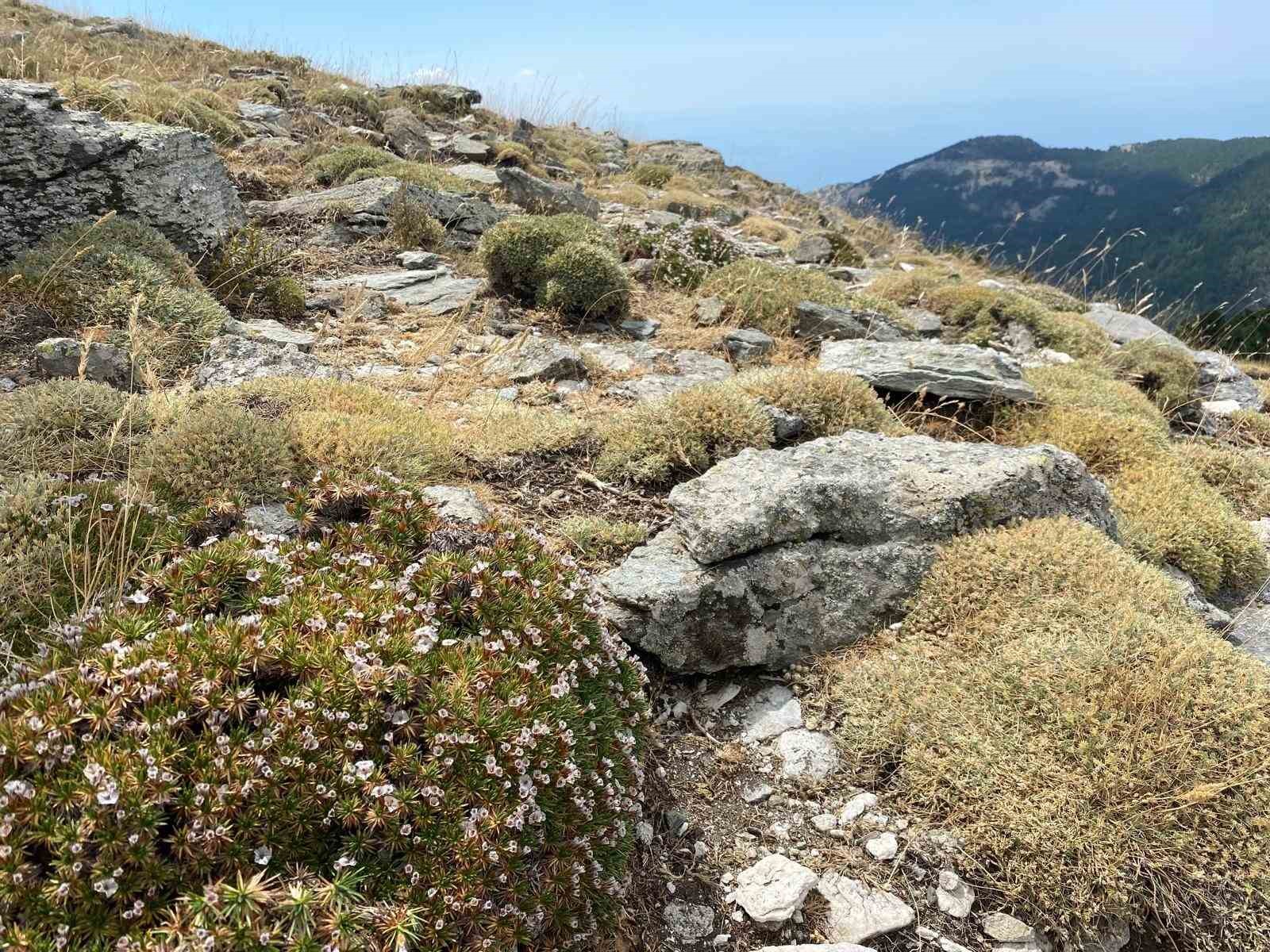 KAZ DAĞLARI’NDA YENİ BİR BÖCEK TÜRÜ DAHA KEŞFEDİLDİ