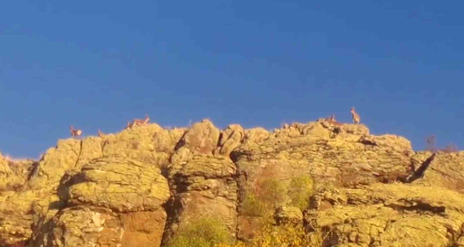 MALATYA’DA YABAN KEÇİLERİ GÖRÜNTÜLENDİ