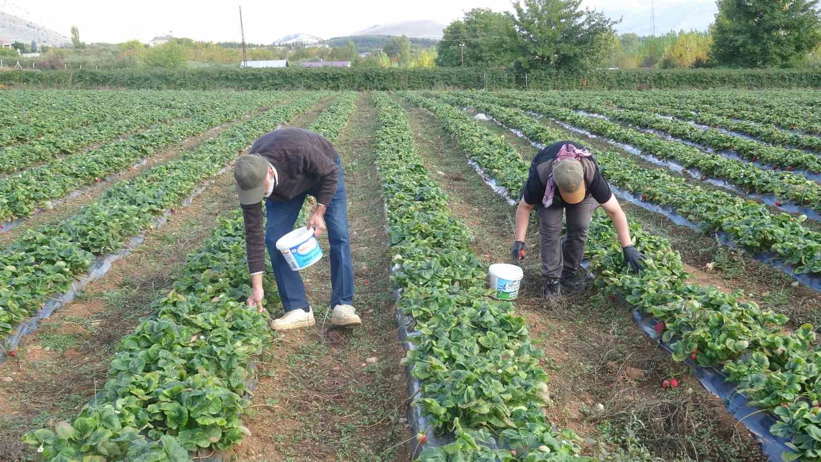 DENEME AMAÇLI EKTİKLERİ ÇİLEKTE SİPARİŞLERE YETİŞEMİYORLAR