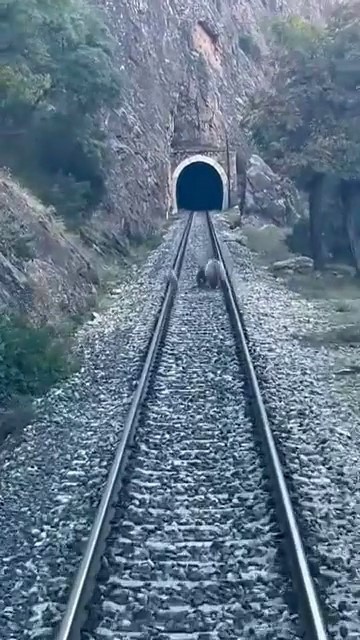 TREN YOLUNA ÇIKAN AYILAR PANİKLE KAÇIŞTI