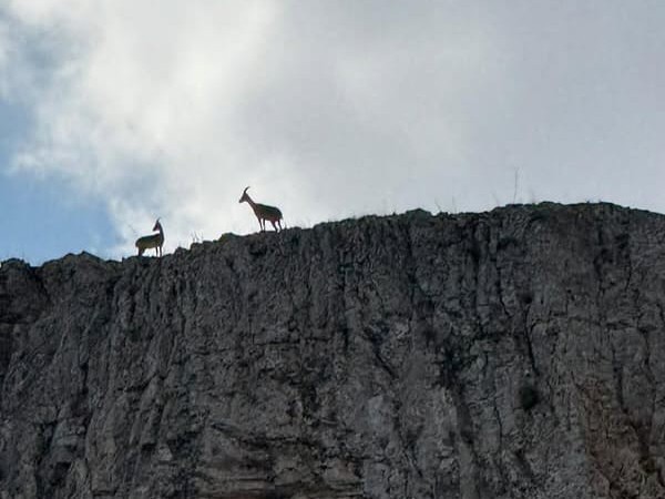 MALATYA’DA SÜRÜ HALİNDEKİ DAĞ KEÇİLERİ KAMERADA