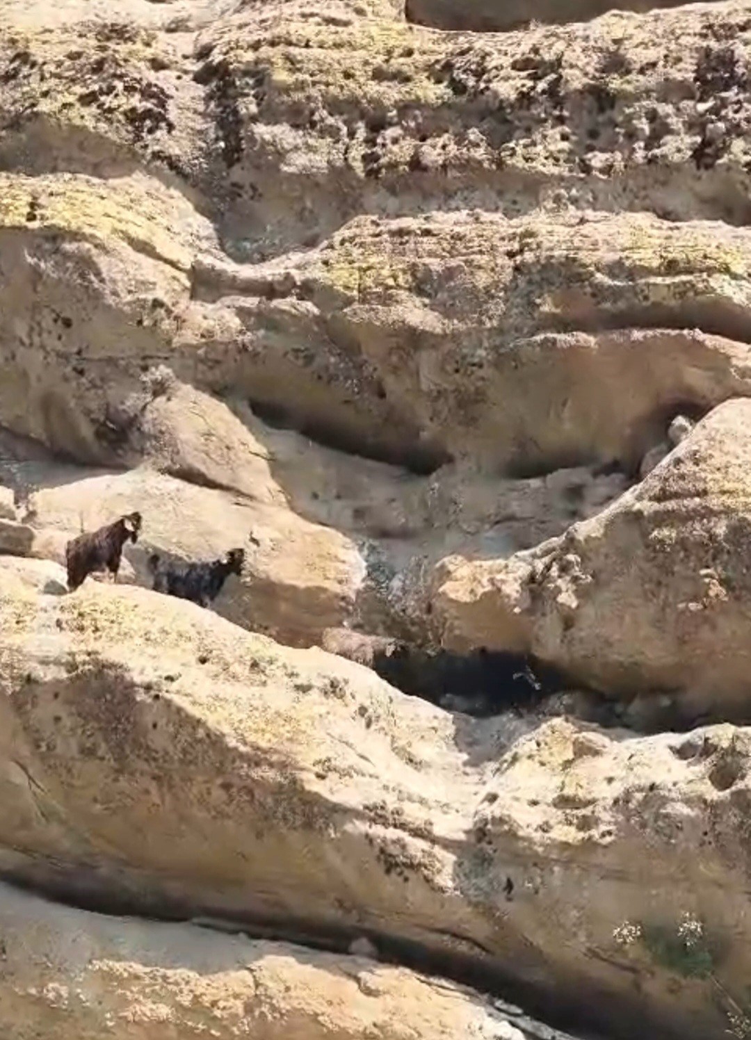 TUNCELİ’DE 70 METRE YÜKSEKLİKTE MAHSUR KALAN KEÇİLER KURTARILDI