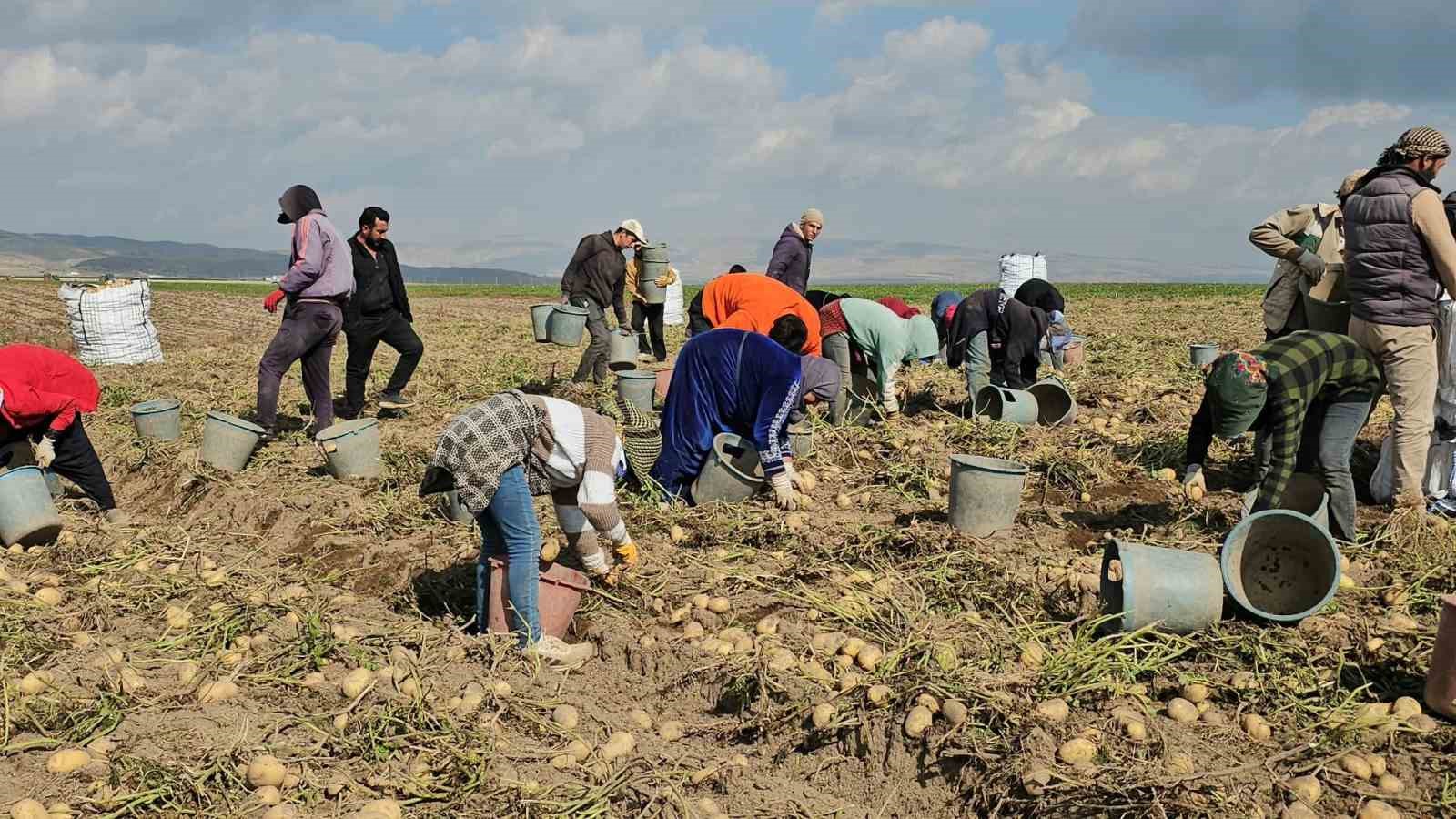 ADİLCEVAZ’DA PATATES TARLALARINDA EKMEK MÜCADELESİ: MEVSİMLİK İŞÇİLERİN ZORLU MESAİSİ