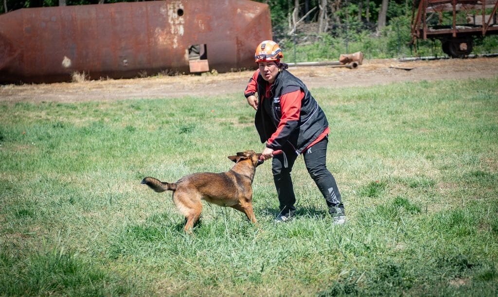 MUĞLA’NIN ARAMA KURTARMA KÖPEKLERİ TAYGA VE FOXY GÖREV YETERLİLİK SINAVINI GEÇTİ