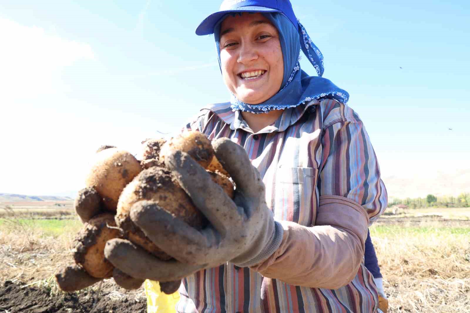 KORKUTELİ’NDE İLAÇSIZ PATATESLERİN HASADI YAPILDI