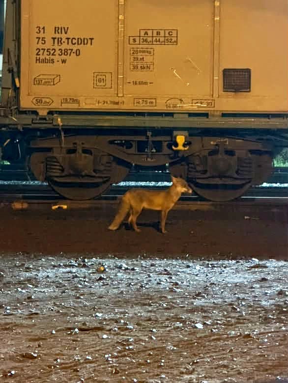 MURATLI’DA TİLKİ HAREKETLİLİĞİ: TREN İSTASYONU YAKININDA GÖRÜLDÜ