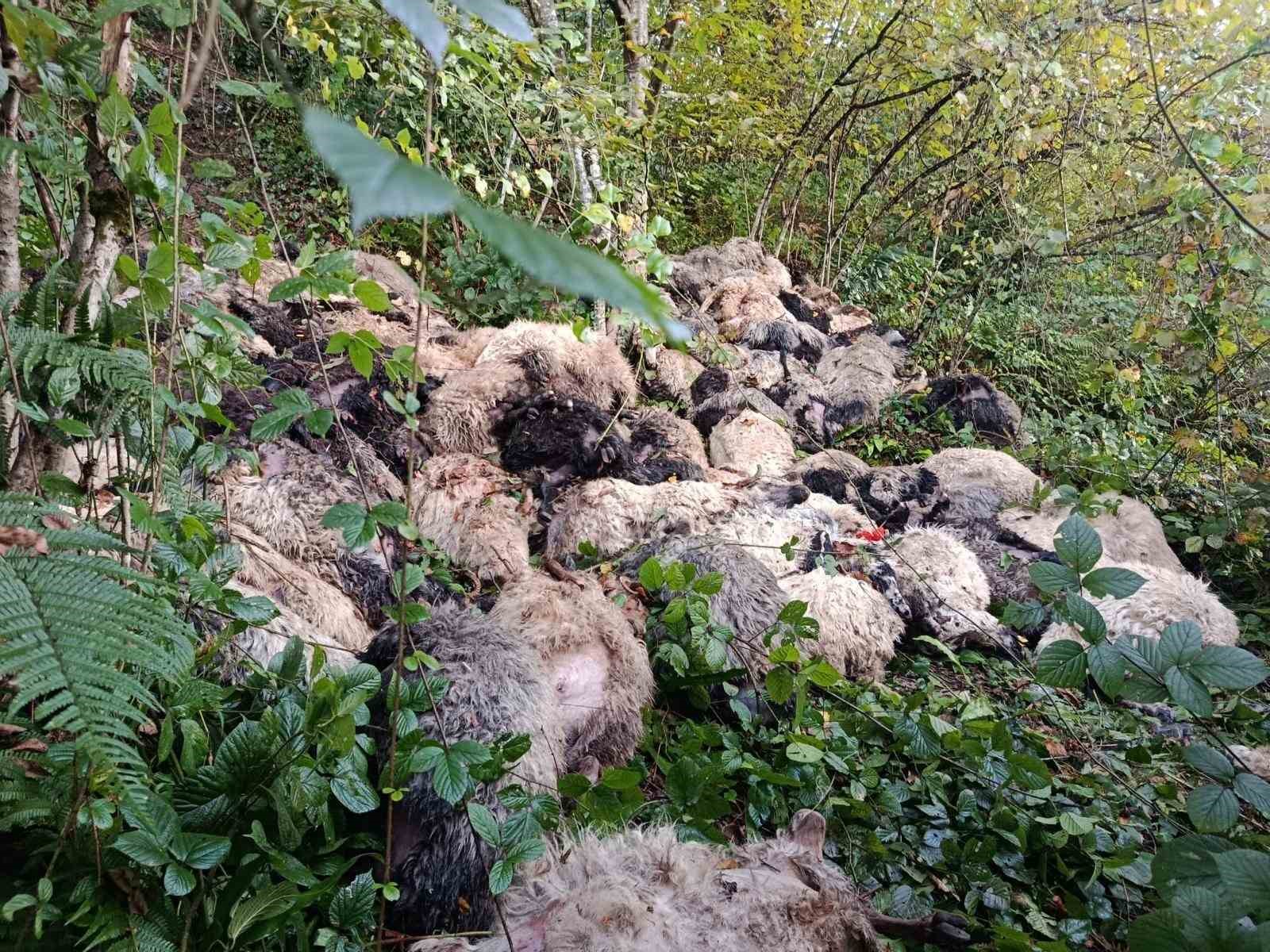 TRABZON’DA 184 KOYUN UÇURUMDAN YUVARLANARAK TELEF OLDU