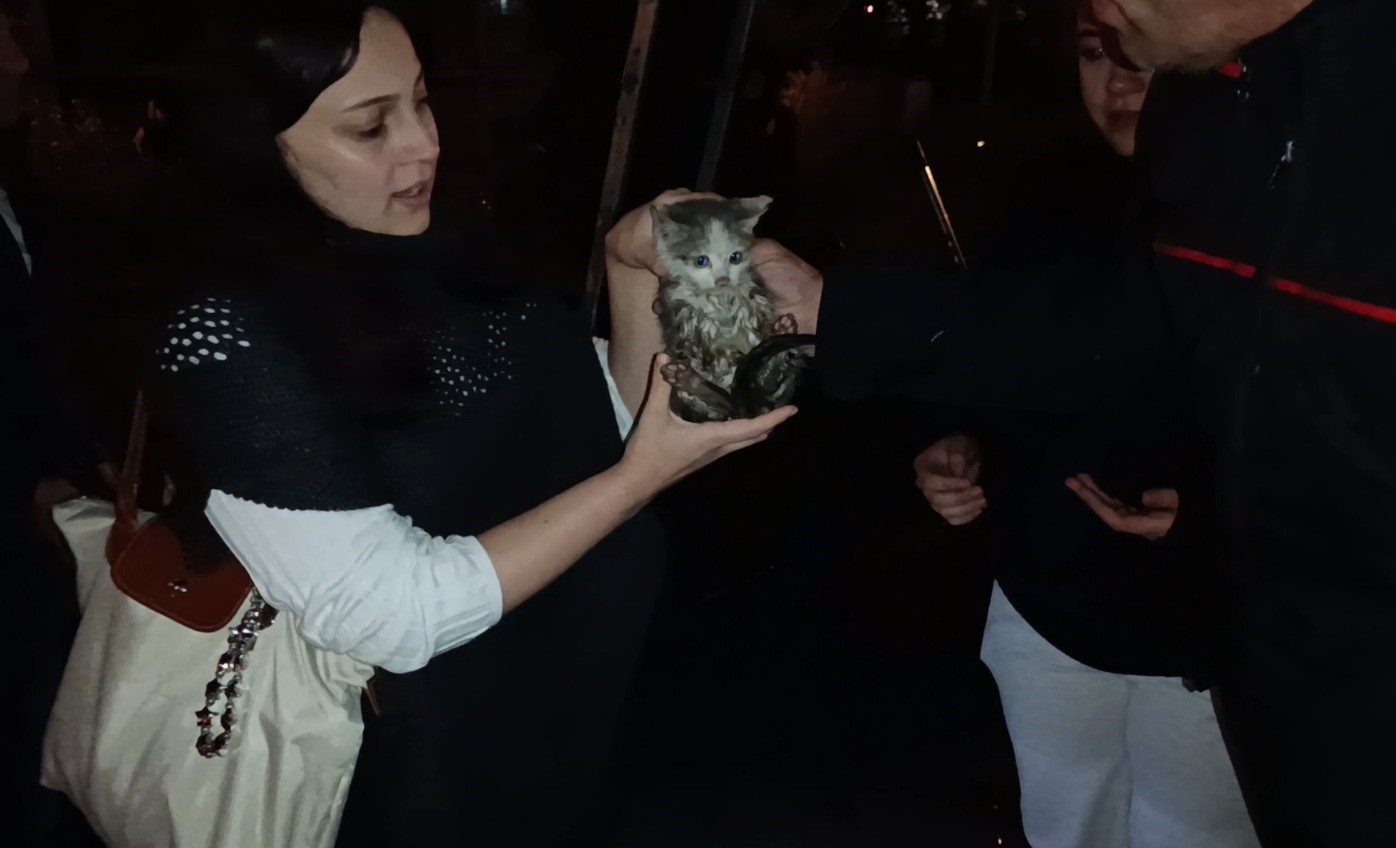 HARŞİT ÇAYI KENARINDA MAHSUR KALAN YAVRU KEDİYİ İTFAİYE EKİPLERİ KURTARDI